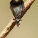 Rhamphomyia marginata - Photo (c) Ramunė Vakarė, vissa rättigheter förbehållna (CC BY-NC-SA), uppladdad av Ramunė Vakarė