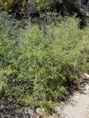 Prunus fasciculata