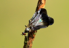 Rhamphomyia marginata