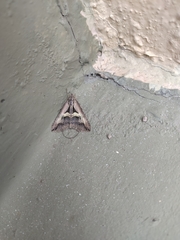 Melipotis bisinuata