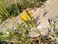 Crepis bursifolia
