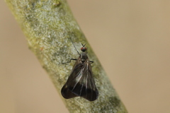 Rhamphomyia marginata