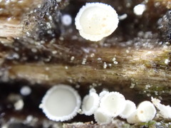 Trichopeziza mollissima