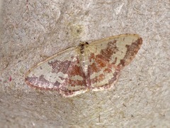 Idaea vacillata