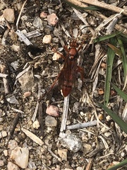 Tachypompilus unicolor