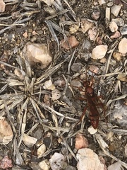 Tachypompilus unicolor