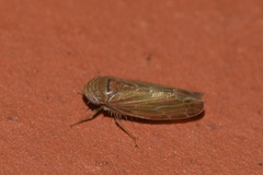 Speudotettix subfusculus