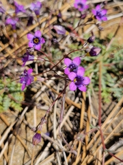 Gilia ochroleuca