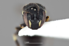 Hylaeus mesillae cressoni