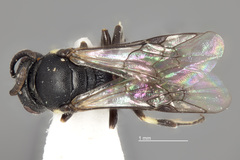 Hylaeus mesillae cressoni