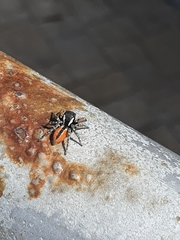 Philaeus chrysops