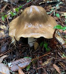 Entoloma subsaundersii