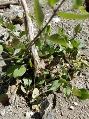 Prunus fremontii
