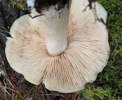 Entoloma subsaundersii