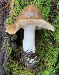 Entoloma subsaundersii