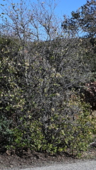 Quercus × ganderi
