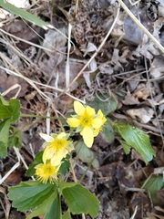Waldsteinia