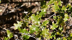 Quercus × ganderi