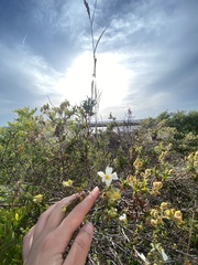 Cistus monspeliensis