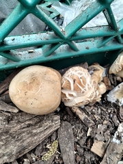 Agrocybe praecox