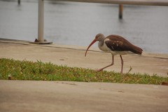Eudocimus albus