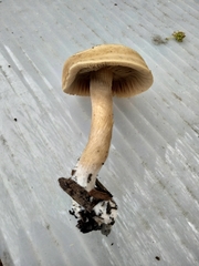 Agrocybe praecox
