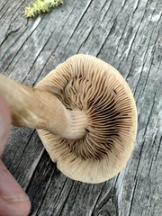 Agrocybe praecox