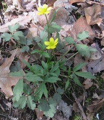 Ranunculus hispidus hispidus