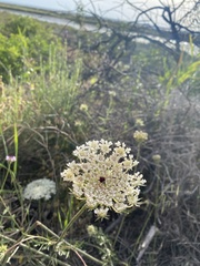 Daucus carota