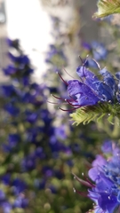 Echium vulgare