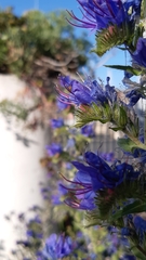 Echium vulgare