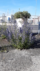 Echium vulgare