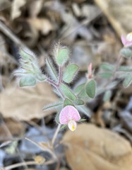 Acmispon americanus americanus