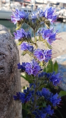 Echium vulgare
