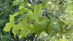 Acer grandidentatum