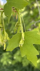 Acer grandidentatum