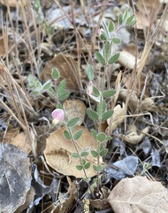 Acmispon americanus americanus