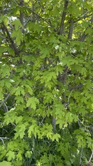 Acer grandidentatum