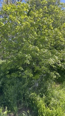 Acer grandidentatum
