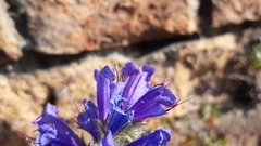 Echium vulgare