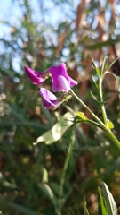 Lathyrus clymenum