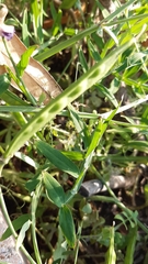 Lathyrus clymenum
