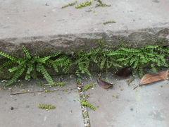 Asplenium trichomanes