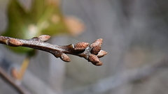 Quercus × ganderi