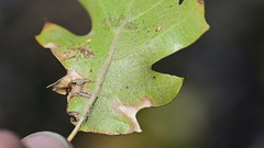 Quercus × ganderi