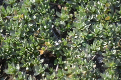 Chevreulia sarmentosa