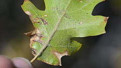 Quercus × ganderi