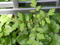 Koelreuteria paniculata