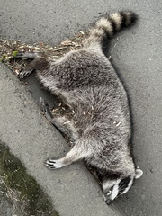 Procyon lotor pacificus