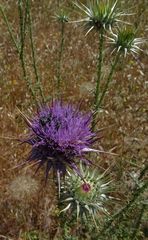 Silybum marianum